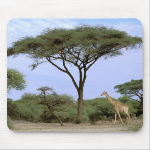 Africa, Botswana, Okavango Delta. Southern Mouse Pad