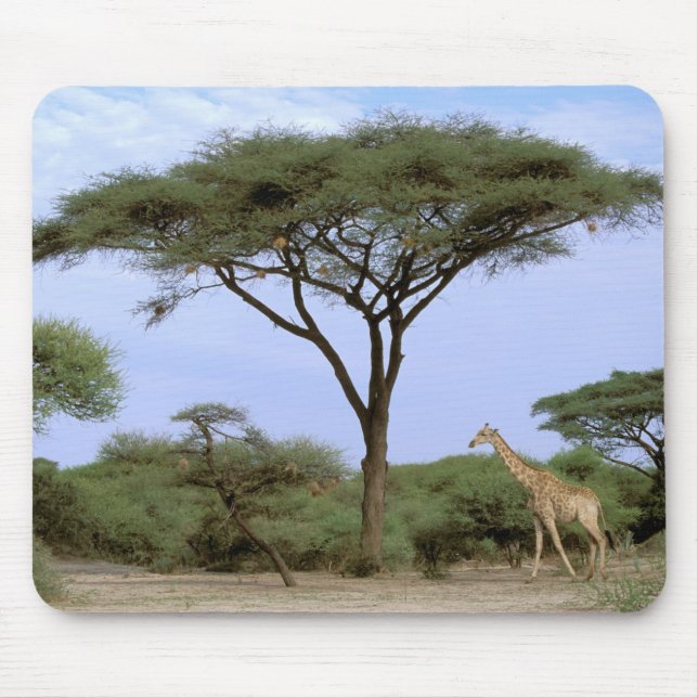 Africa, Botswana, Okavango Delta. Southern Mouse Pad (Front)