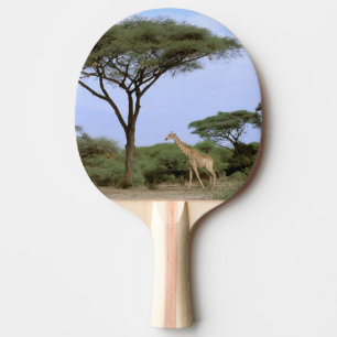 Africa, Botswana, Okavango Delta. Southern Ping Pong Paddle