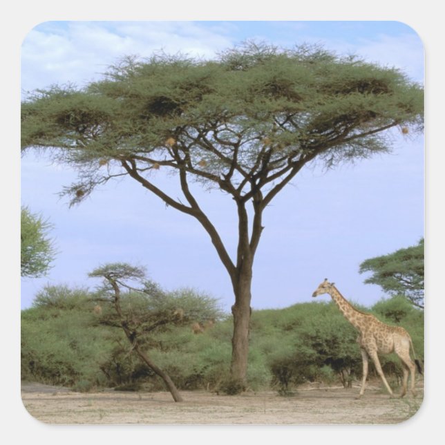 Africa, Botswana, Okavango Delta. Southern Square Sticker (Front)