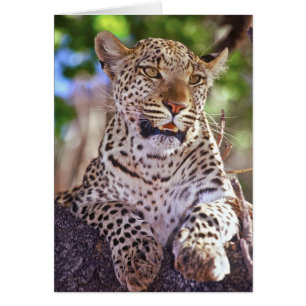Africa, Botswana, Okvango Delta, wild leopard. 2