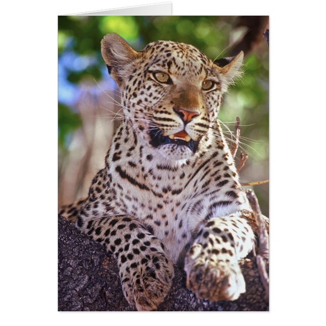 Africa, Botswana, Okvango Delta, wild leopard. 2 (Front)