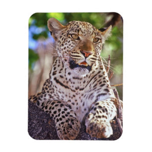 Africa, Botswana, Okvango Delta, wild leopard. 2 Magnet