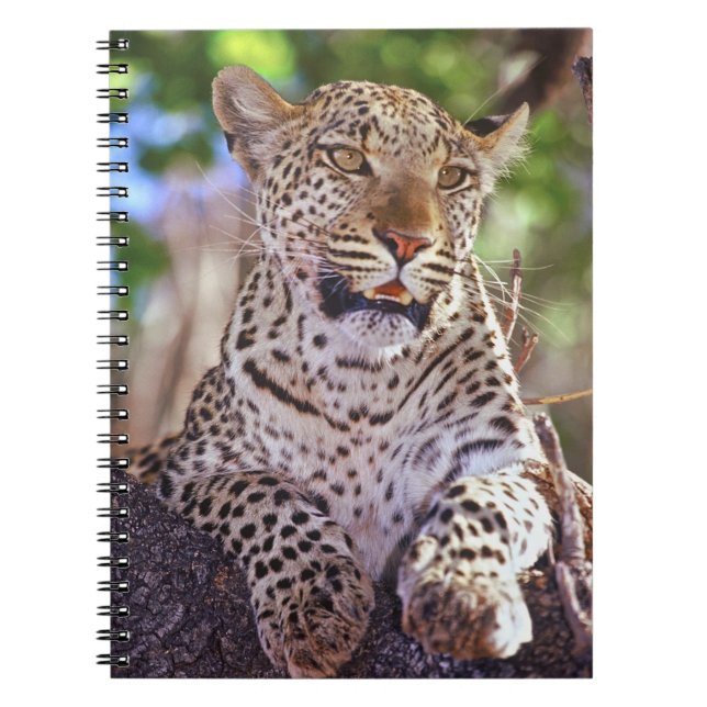 Africa, Botswana, Okvango Delta, wild leopard. 2 Notebook (Front)