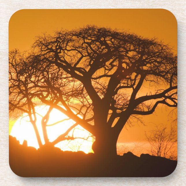 Africa, Botswana, Setting sun silhouettes Baobab Coaster (Front)