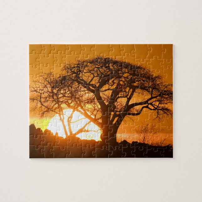 Africa, Botswana, Setting sun silhouettes Baobab Jigsaw Puzzle (Horizontal)