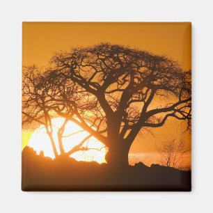 Africa, Botswana, Setting sun silhouettes Baobab Magnet