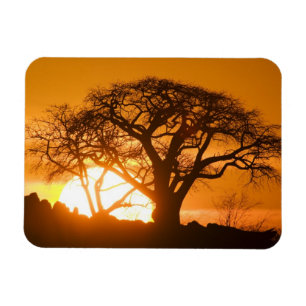 Africa, Botswana, Setting sun silhouettes Baobab Magnet