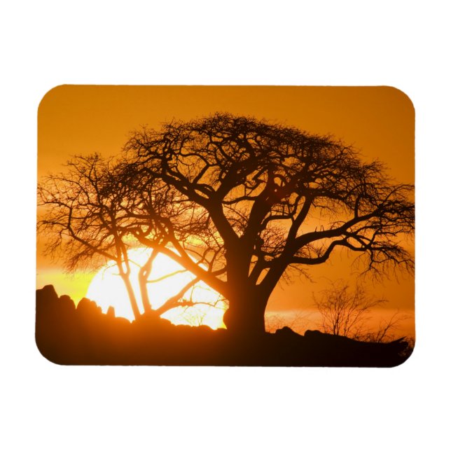 Africa, Botswana, Setting sun silhouettes Baobab Magnet (Horizontal)