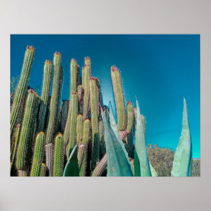Africa Desert Cactus Plants Prickly Pear Poster