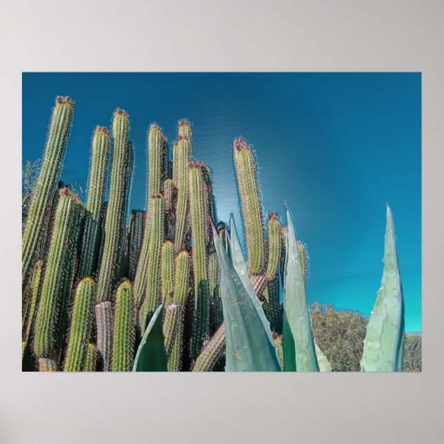 Africa Desert Cactus Plants Prickly Pear Poster (Front)