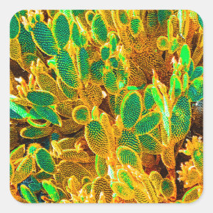 Africa Desert Cactus Plants Prickly Pear Square Sticker