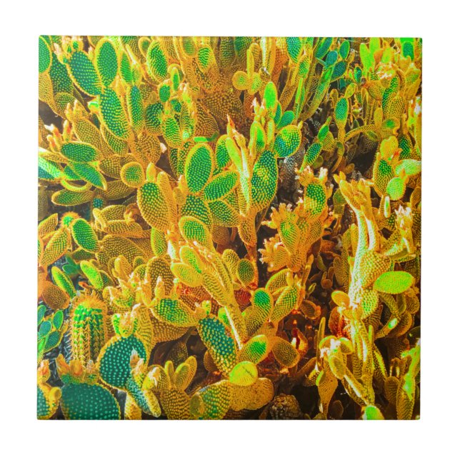 Africa Desert Landscape Nature Cactus Plant Ceramic Tile (Front)