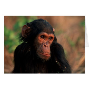 Africa, East Africa, Tanzania