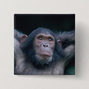 Africa, East Africa, Tanzania, Gombe National 15 Cm Square Badge