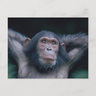 Africa, East Africa, Tanzania, Gombe National 2 Postcard