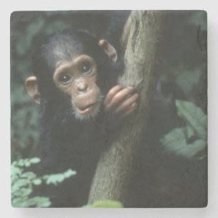 Africa, East Africa, Tanzania, Gombe National 2 Stone Coaster