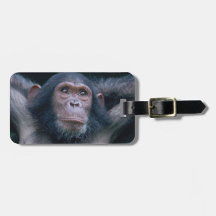 Africa, East Africa, Tanzania, Gombe National Luggage Tag