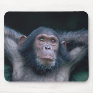 Africa, East Africa, Tanzania, Gombe National Mouse Pad