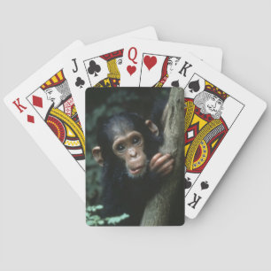 Africa, East Africa, Tanzania, Gombe National Playing Cards