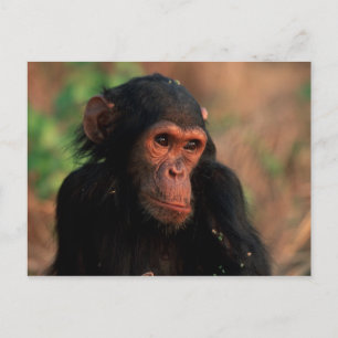 Africa, East Africa, Tanzania Postcard