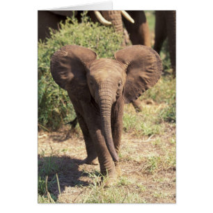 Africa, Kenya, Amboseli National Park. African 2