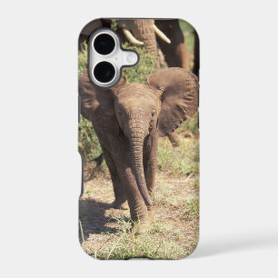 Africa, Kenya, Amboseli National Park. African 2