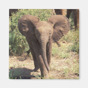 Africa, Kenya, Amboseli National Park. African 2 Magnet