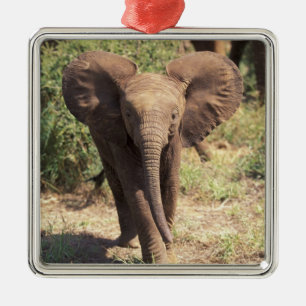 Africa, Kenya, Amboseli National Park. African 2 Metal Ornament