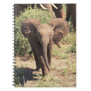 Africa, Kenya, Amboseli National Park. African 2 Notebook
