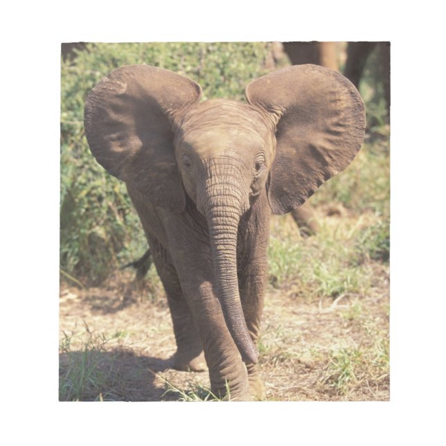 Africa, Kenya, Amboseli National Park. African 2 Notepad (Front)