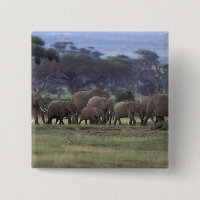 Africa, Kenya, Amboseli National Park. African 3
