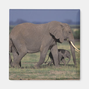 Africa, Kenya, Amboseli National Park. African 4 Magnet