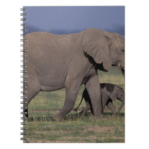 Africa, Kenya, Amboseli National Park. African 4 Notebook