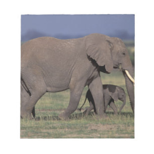 Africa, Kenya, Amboseli National Park. African 4 Notepad