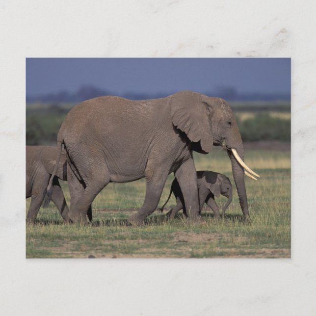 Africa, Kenya, Amboseli National Park. African 4 Postcard (Front)