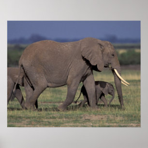 Africa, Kenya, Amboseli National Park. African 4 Poster