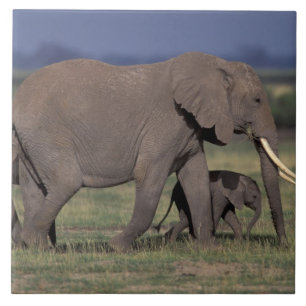 Africa, Kenya, Amboseli National Park. African 4 Tile