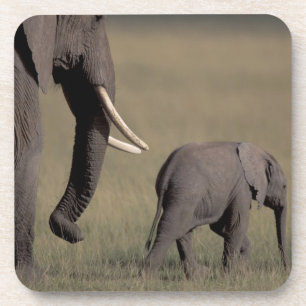 Africa, Kenya, Amboseli National Park. African Coaster