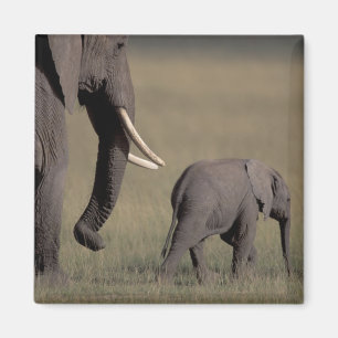 Africa, Kenya, Amboseli National Park. African Magnet