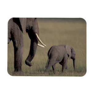 Africa, Kenya, Amboseli National Park. African Magnet