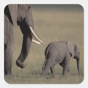 Africa, Kenya, Amboseli National Park. African Square Sticker