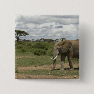 Africa, Kenya, Amboseli National Park, elephant, 15 Cm Square Badge