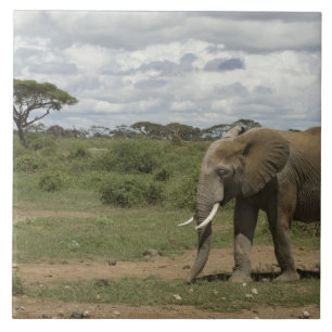 Africa, Kenya, Amboseli National Park, elephant, Ceramic Tile