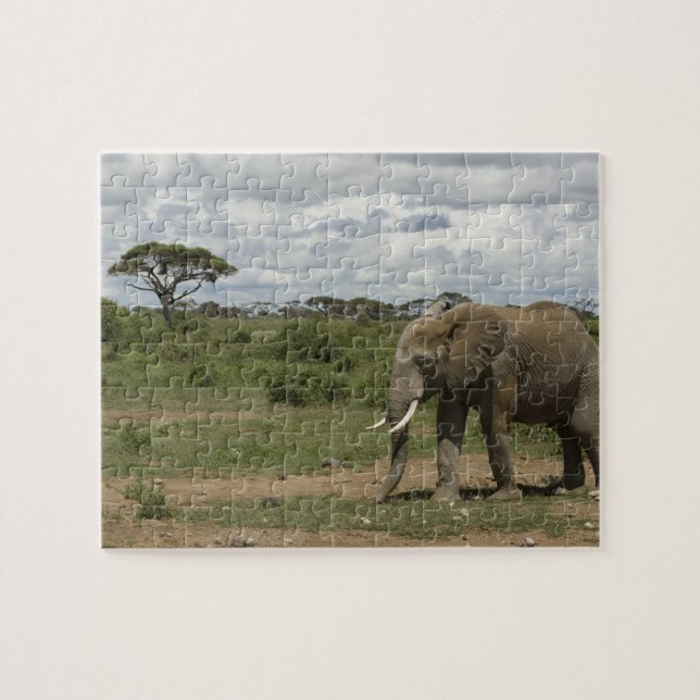 Africa, Kenya, Amboseli National Park, elephant, Jigsaw Puzzle (Horizontal)
