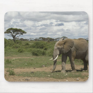 Africa, Kenya, Amboseli National Park, elephant, Mouse Pad