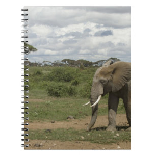 Africa, Kenya, Amboseli National Park, elephant, Notebook