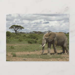 Africa, Kenya, Amboseli National Park, elephant, Postcard