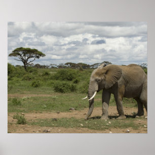 Africa, Kenya, Amboseli National Park, elephant, Poster
