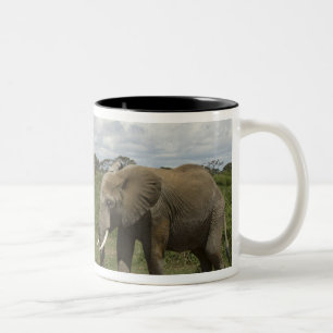 Africa, Kenya, Amboseli National Park, elephant, Two-Tone Coffee Mug